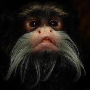 Meet your Posher, Steve